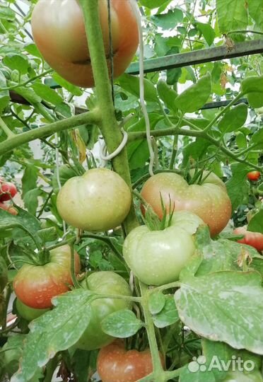 Семена вкуснейших помидоров