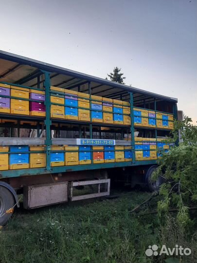 Пчелосемьи карника F1 2023г