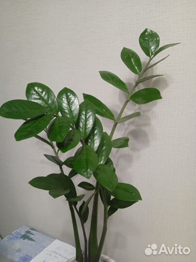 Замиокулькас денежное дерево