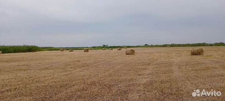 Продам сено в рулонах