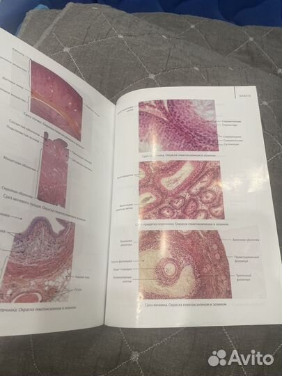 Наглядная гистология Л.Г. Гаструкова