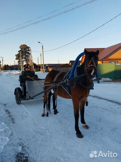 Продам лошадь