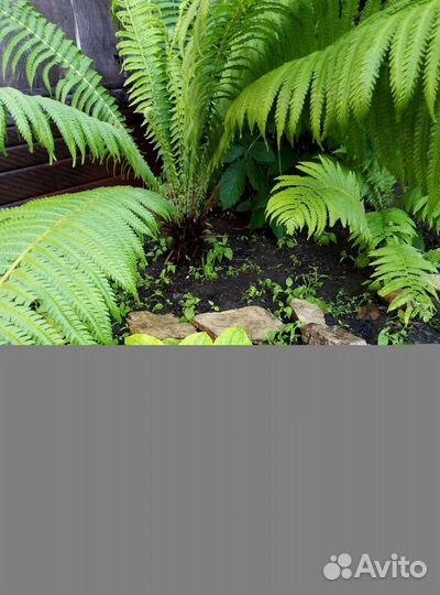 Папоротник садовый Страусник