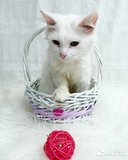 Беляш ищет дом