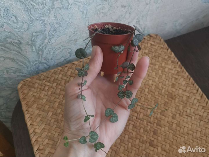 Циропегия вуда