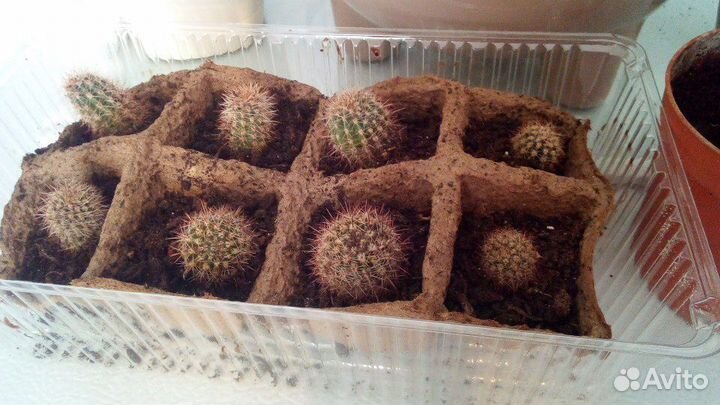 Кактусы, денежное дерево