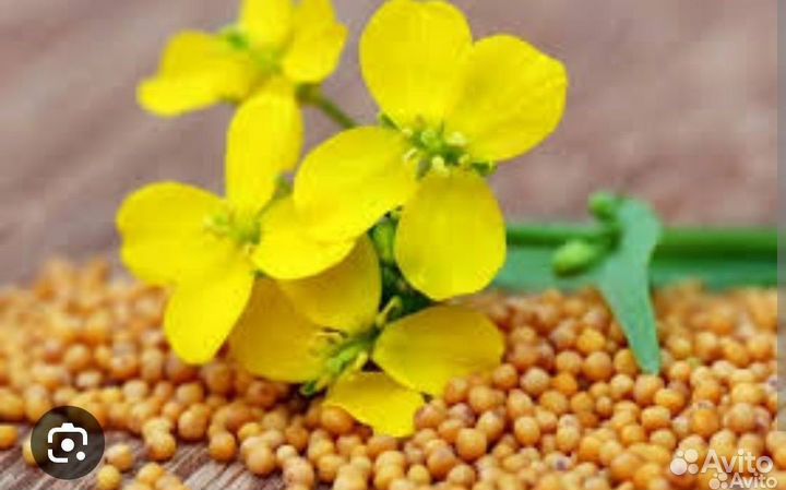 Семена горчицы на сидерат