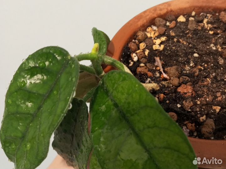 Хойя виллоза