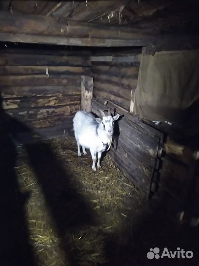 Коза дойная