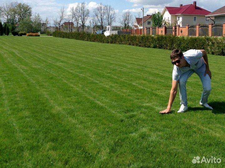 Газон рулонный мятлик