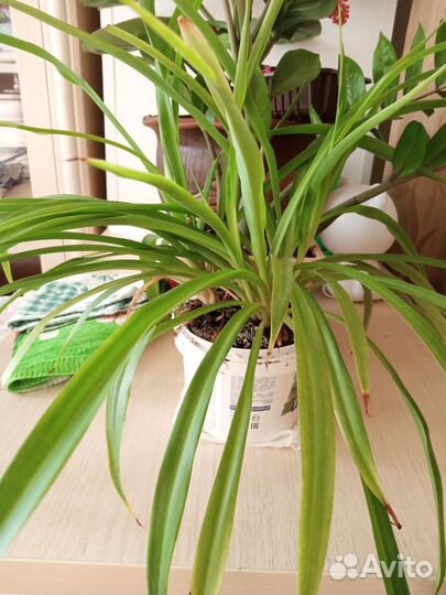 Хлорофитум