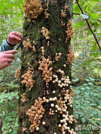 Грибы опята свежие 13.10