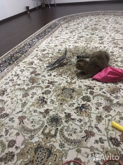 Попугай корелла ручной