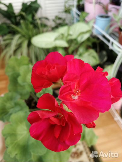 Пеларгония (Герань)