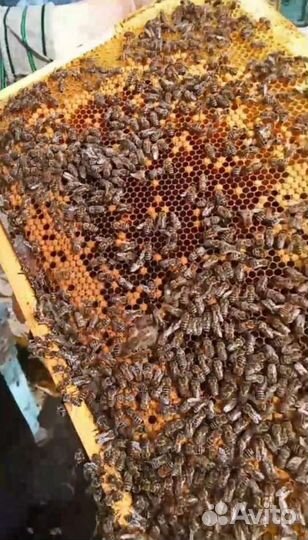 Пчелопакеты карника