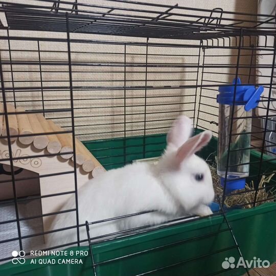 Декоративный кролик с клеткой