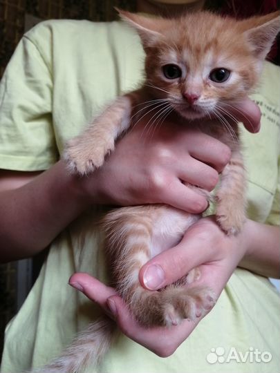 Котята в дар