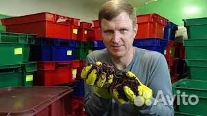 Черви Тигретта Старатель Дендробена Калифорнийские