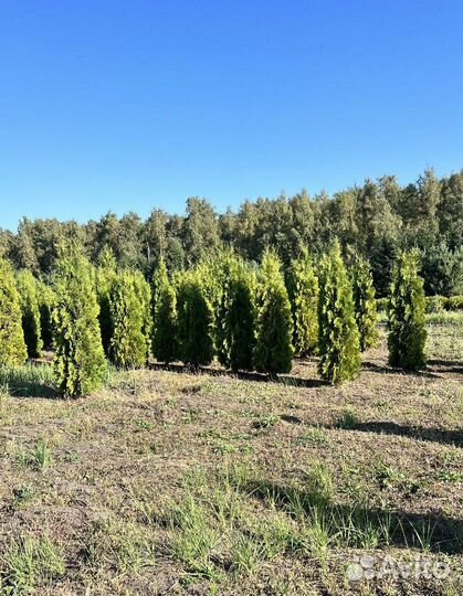 Туя Смарагд для живой изгороди