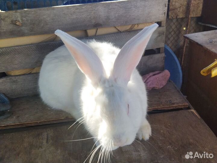 Кролик самец