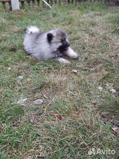 Кеесхонд-вольфшпиц