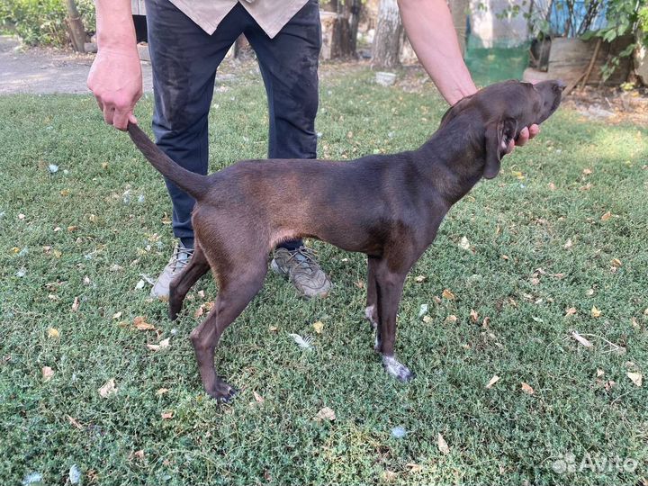 Курцхаар пес