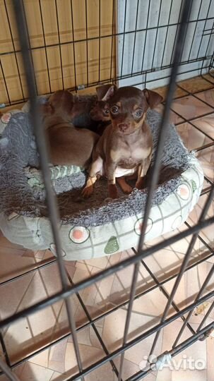 Собаки щенки