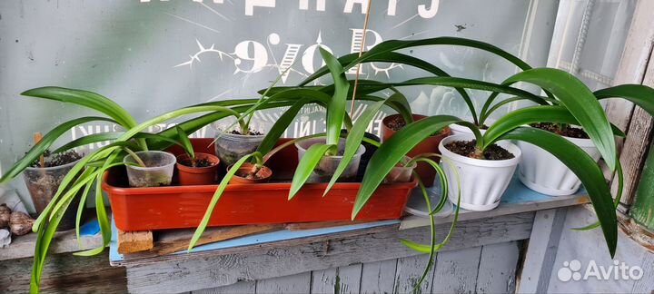 Гиппеаструм