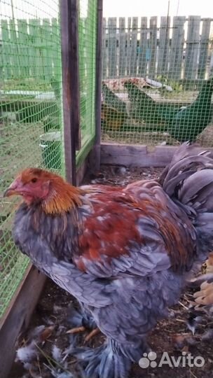 Петухи породы брама