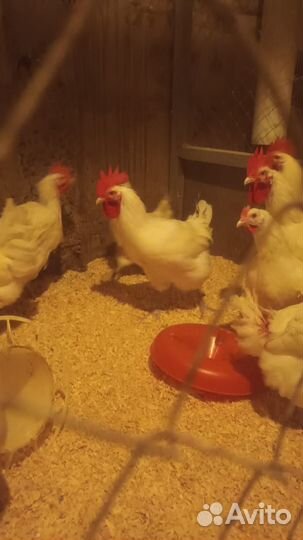 Бресс Гальские (французские мясные: цыплята,яйцо)