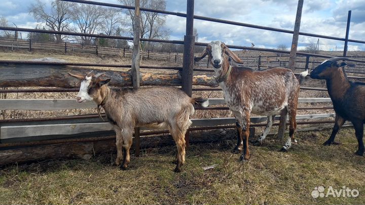 Овцы 2шт, нубийские козочки, нубийский козлик