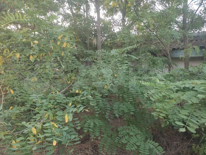 Участок 7 сот. (СНТ, ДНП)