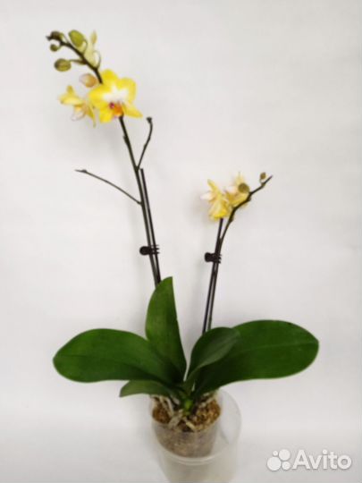 Орхидея Ароматная Сладкая девочка. Цветёт. 2.5