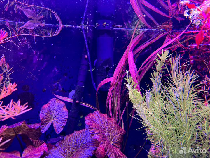 Аквариумные растения