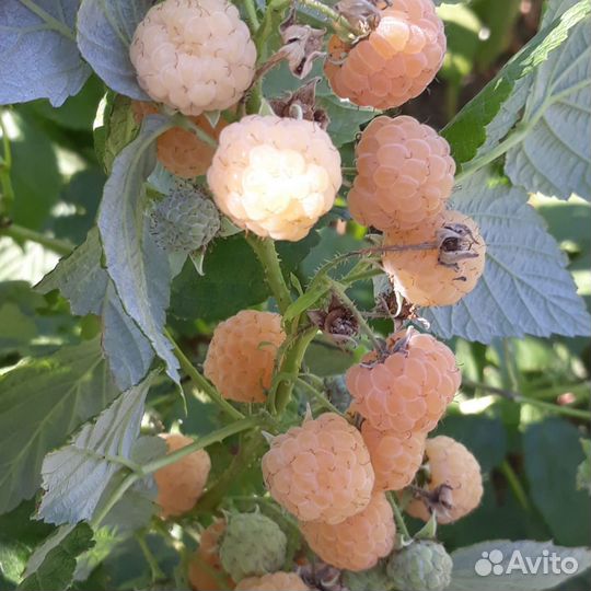 Малина элитные сорта