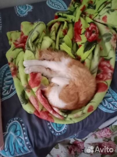 Передержка животных