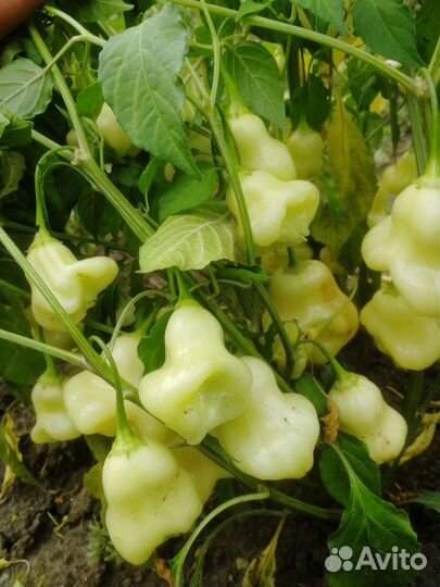 Перец острый семена ч. 2