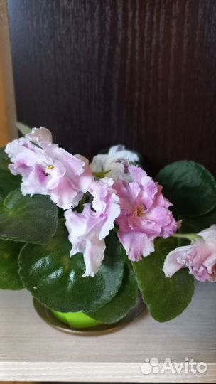 Фиалка рс Николь