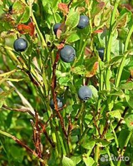 Варенье черничное из северных лесов