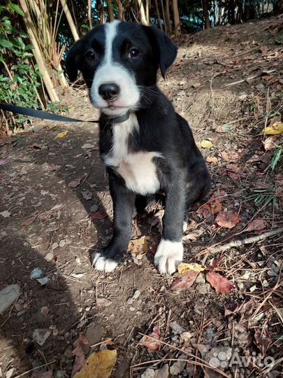 Щенок Девочка в добрые руки