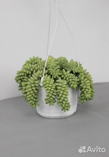 Седум Rubrotinctum Rosea