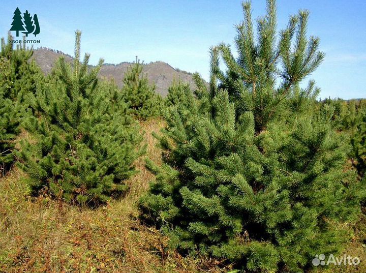 Сосна 2.99 м шикарная