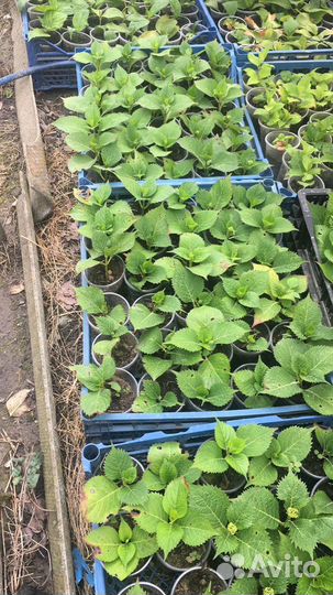 Гортензия саженцы