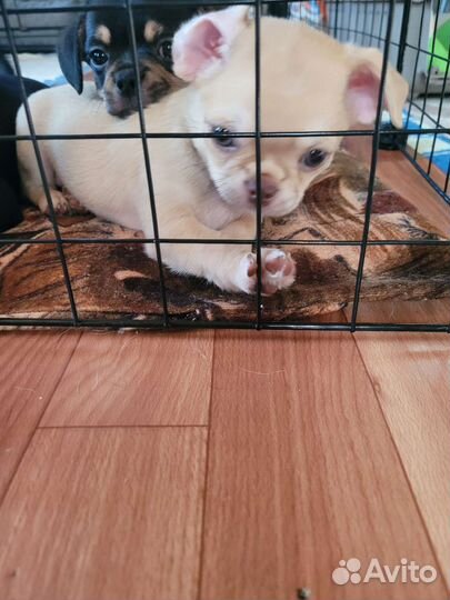 Щенки чихуахуа