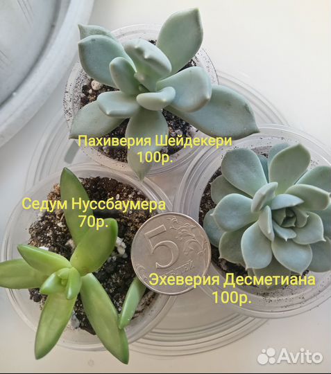 Суккуленты разные