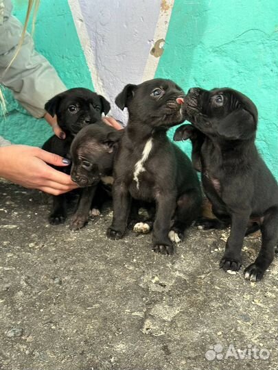 Щенки в добрые руки