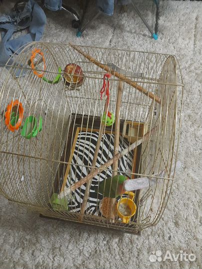 Клетка для среднего попугая