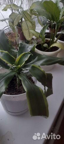 Комнатные цветы