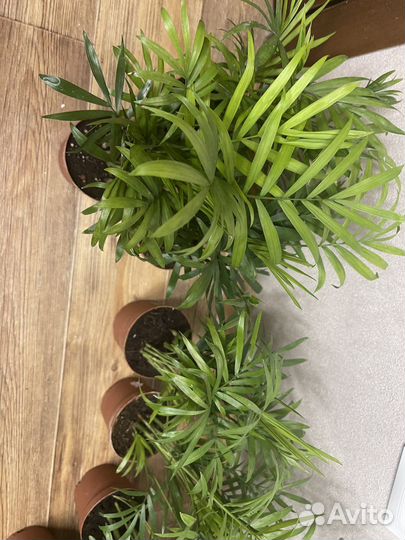 Комнатные цветы пальма хамедорея