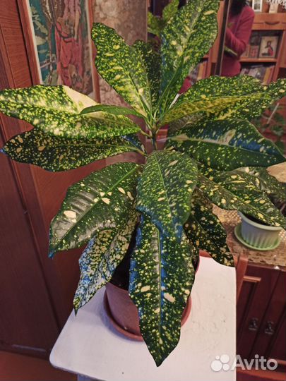 Кротон аукуба